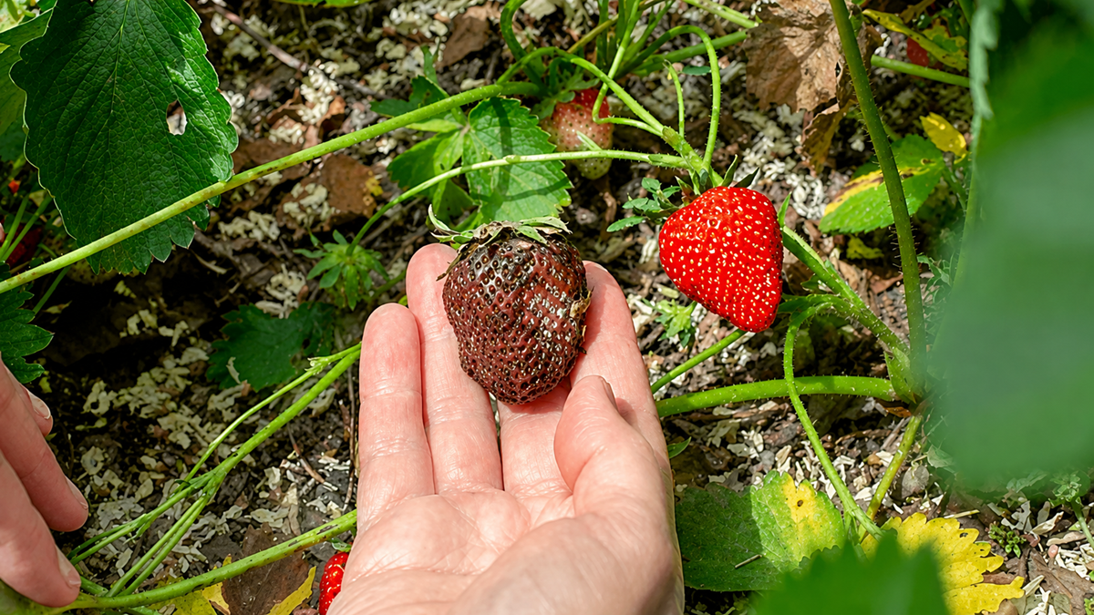 Botrytis cinerea en berries cuando los fungicidas ya no son suficientes.png